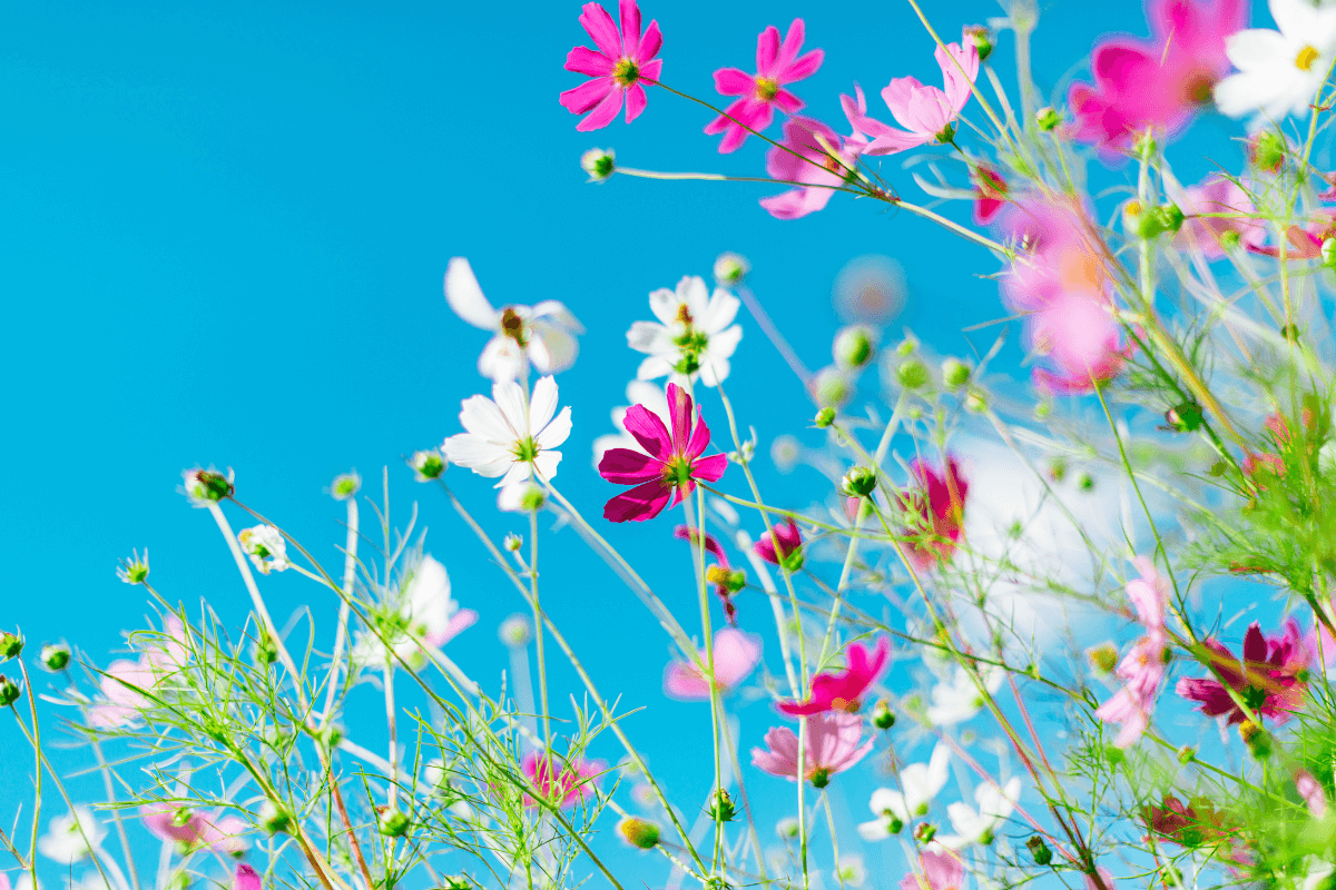 Flores Para Cultivar No Ver O