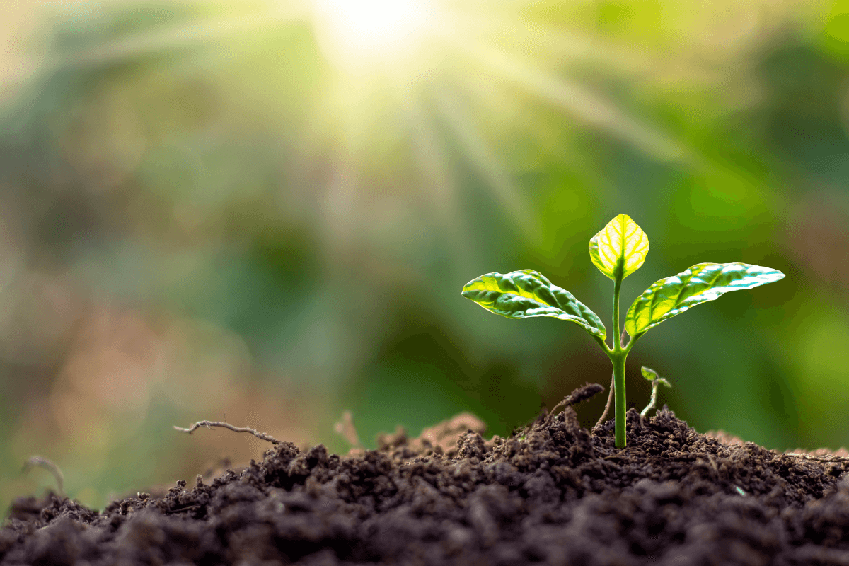 A Importância Vital das Plantas para o Planeta
